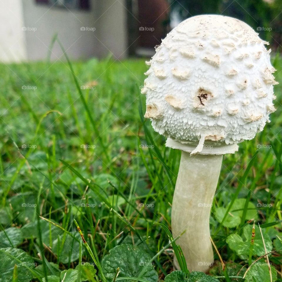 Minnesota Mushroom