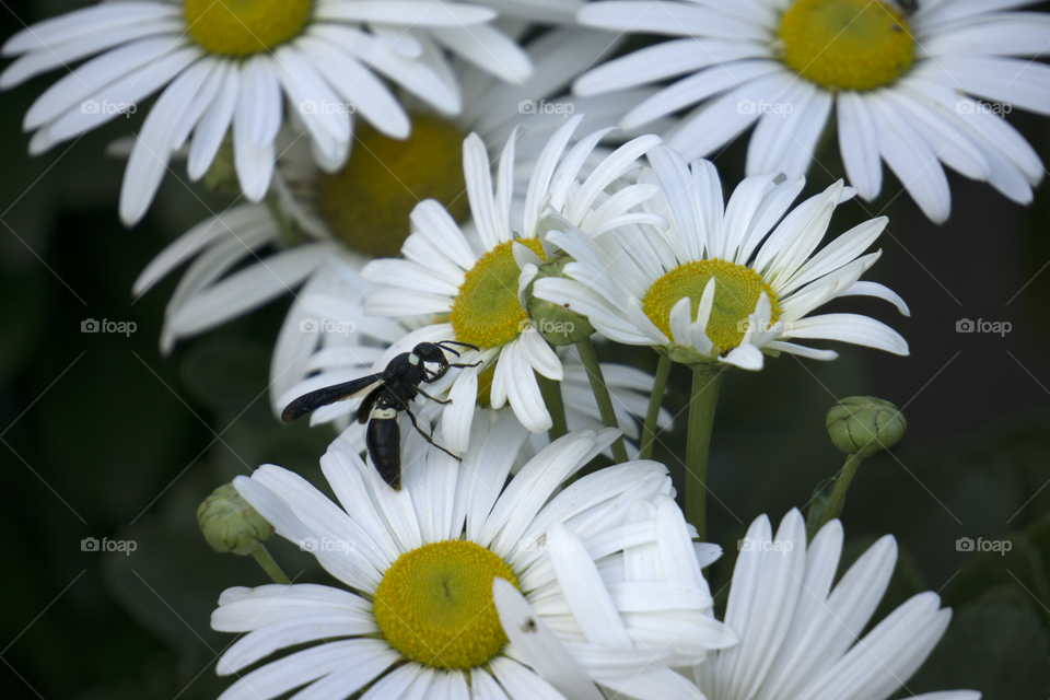 Montauk Daisies with a feeding wasp