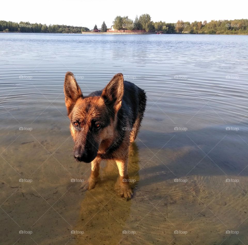 dog in water lake, mobile photography