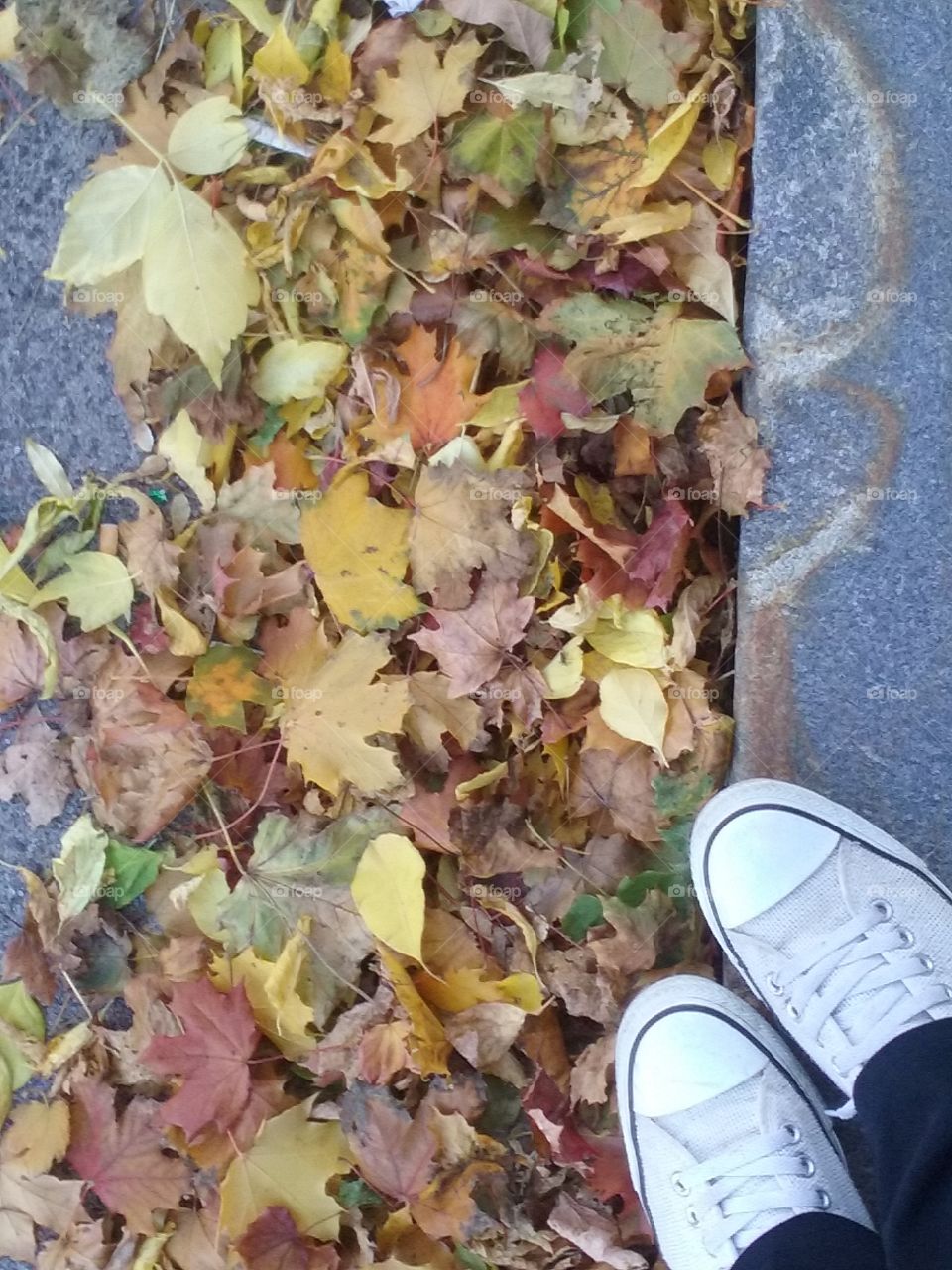 Fall Leaves On Sidewalk