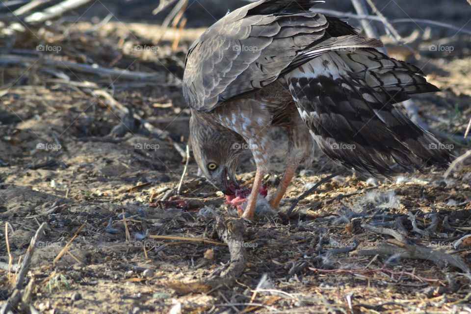 Juvenile Gabar Goshawk feeding on a dove