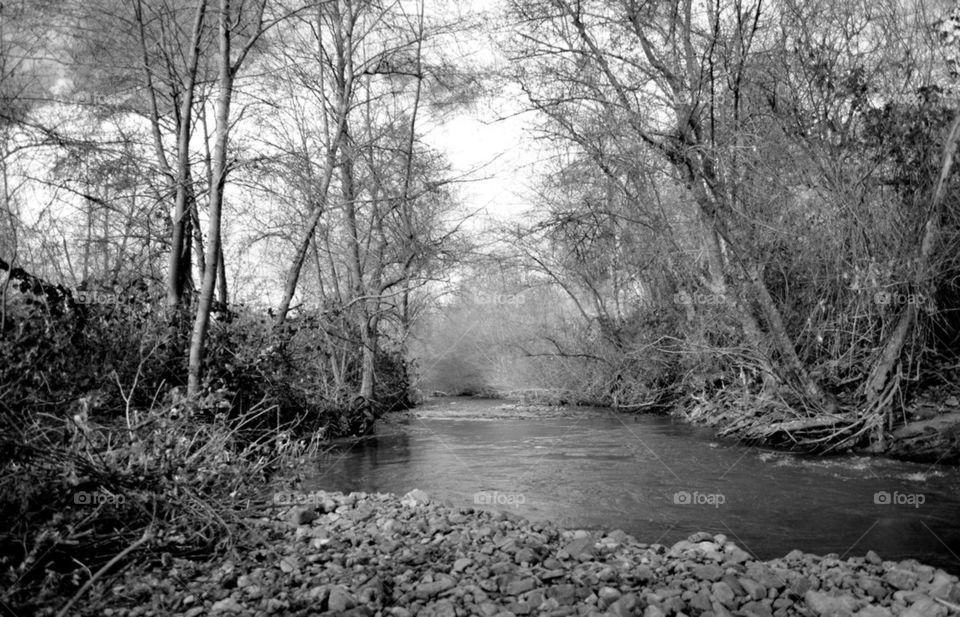 Creek flowing through forest