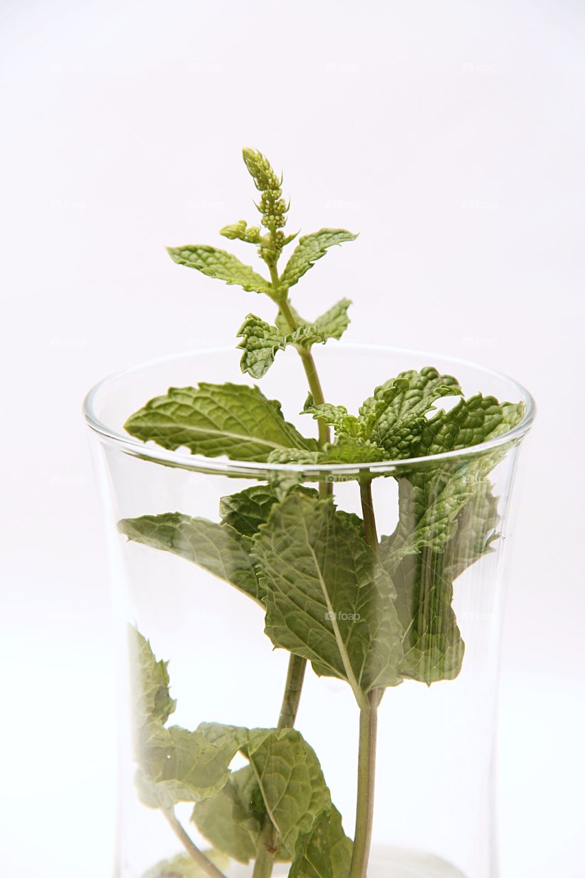 Mint in the glass
