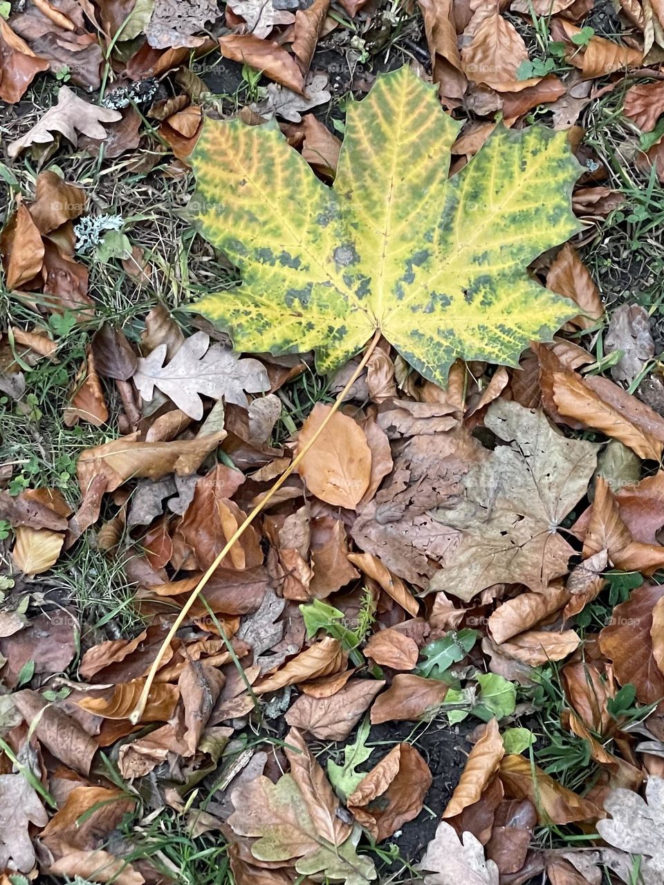 Autumn leaf.