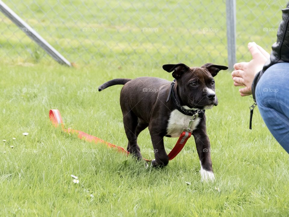 Playing with the puppy outdoors 