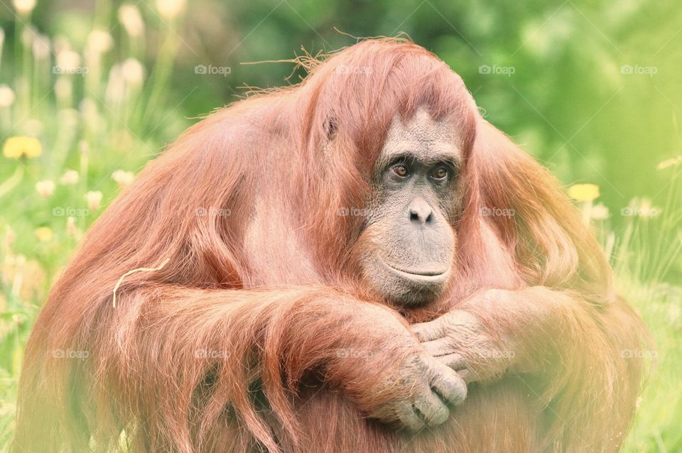 orangutan