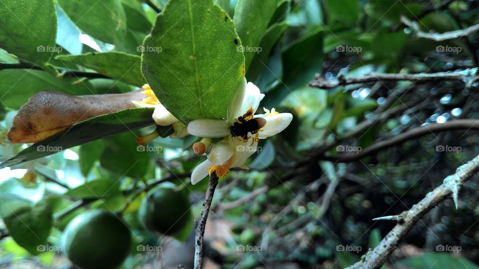 Pollination of lemon