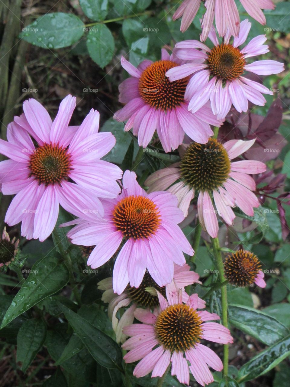Pink Cone Flowers in full bloom, summer garden.