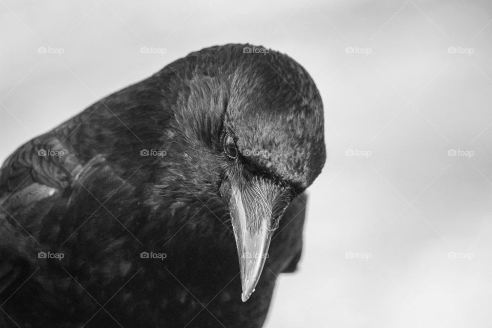 Raven close up  in black and white