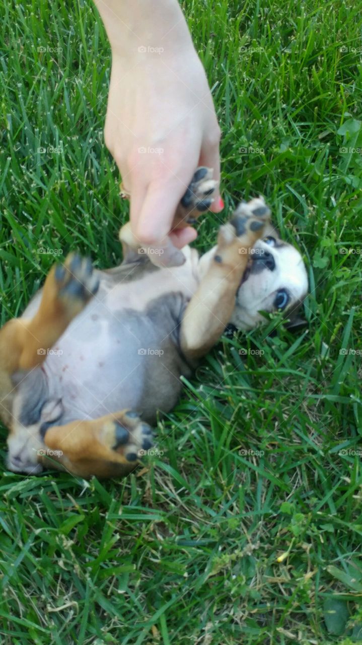 belly rubs