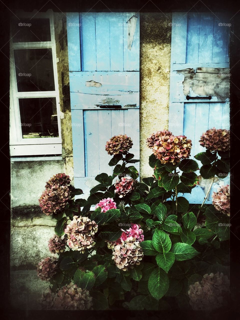 Hydrangea Flowers 