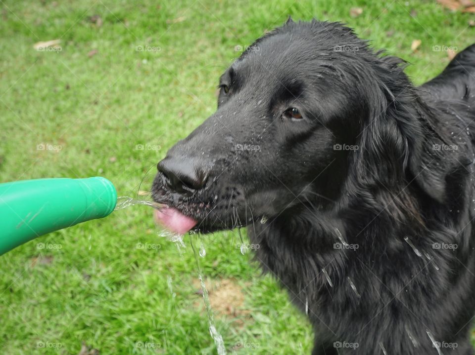 Thirsty dog