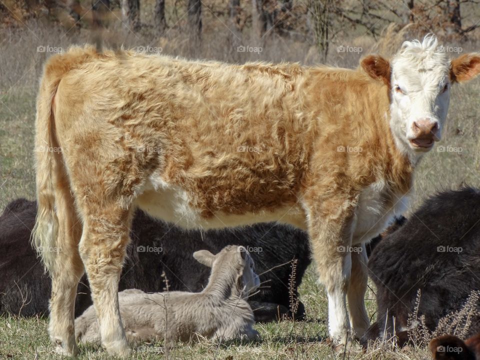 Fluffy cattle