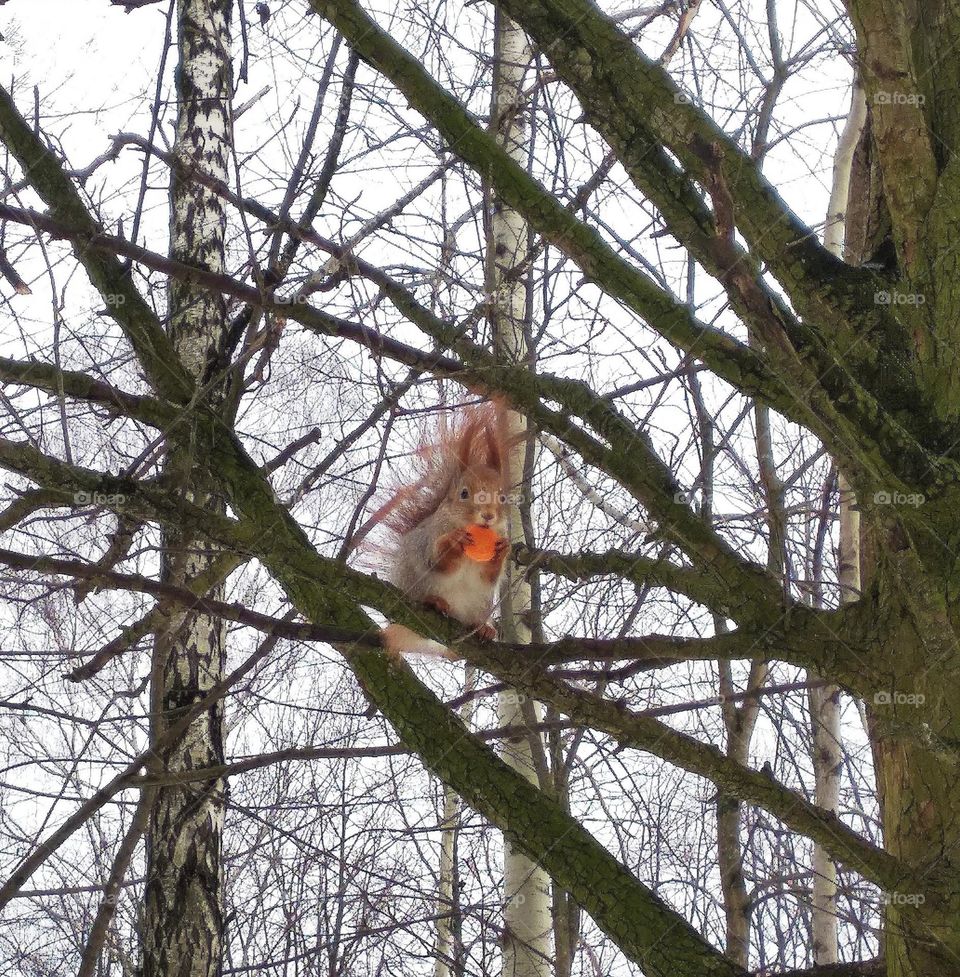 squirrel eating carrot winter time