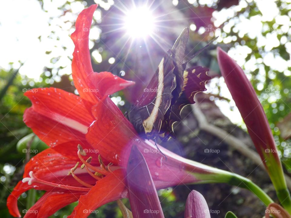 Flower and butterfly 