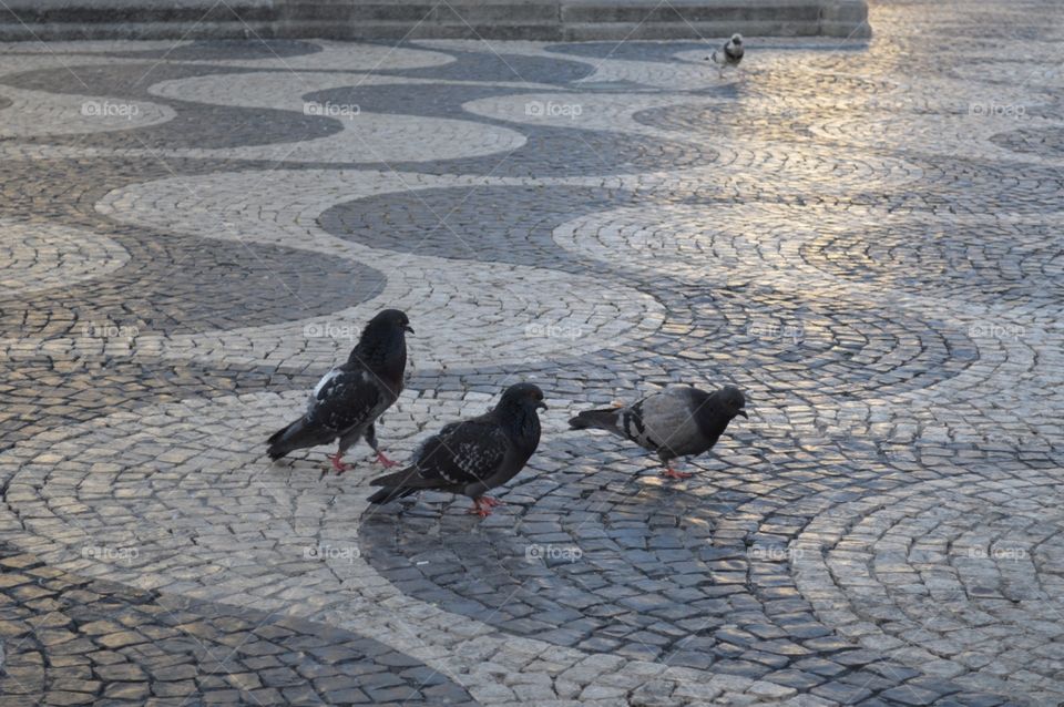 Pigeons walking