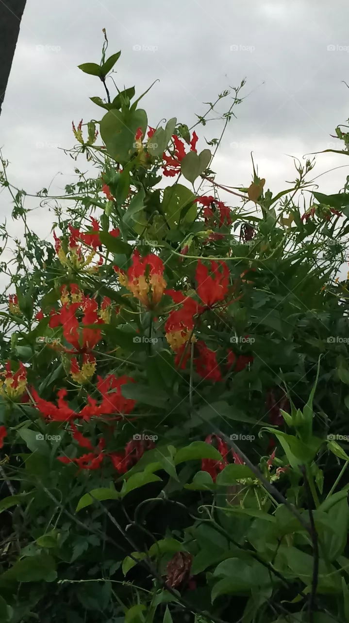 BBB.sky nature's .. evening shot I'm finding a very rare flower's on rainy season.. it's fabulous..and beautiful ...~~|