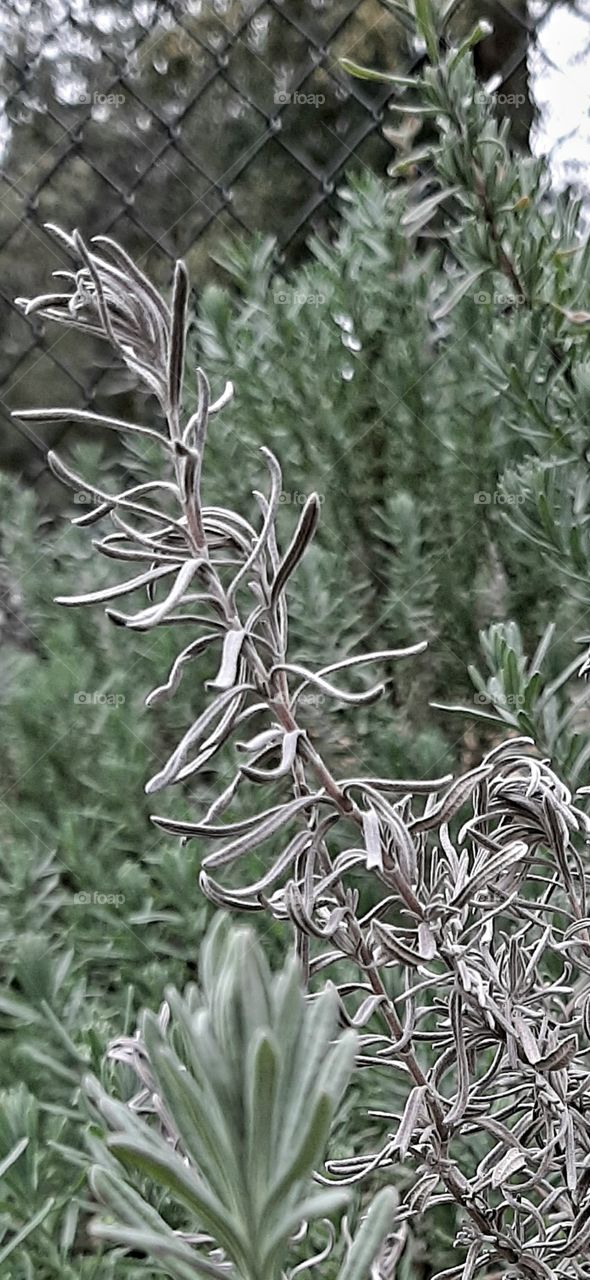 Rosemary alive and well...not so much