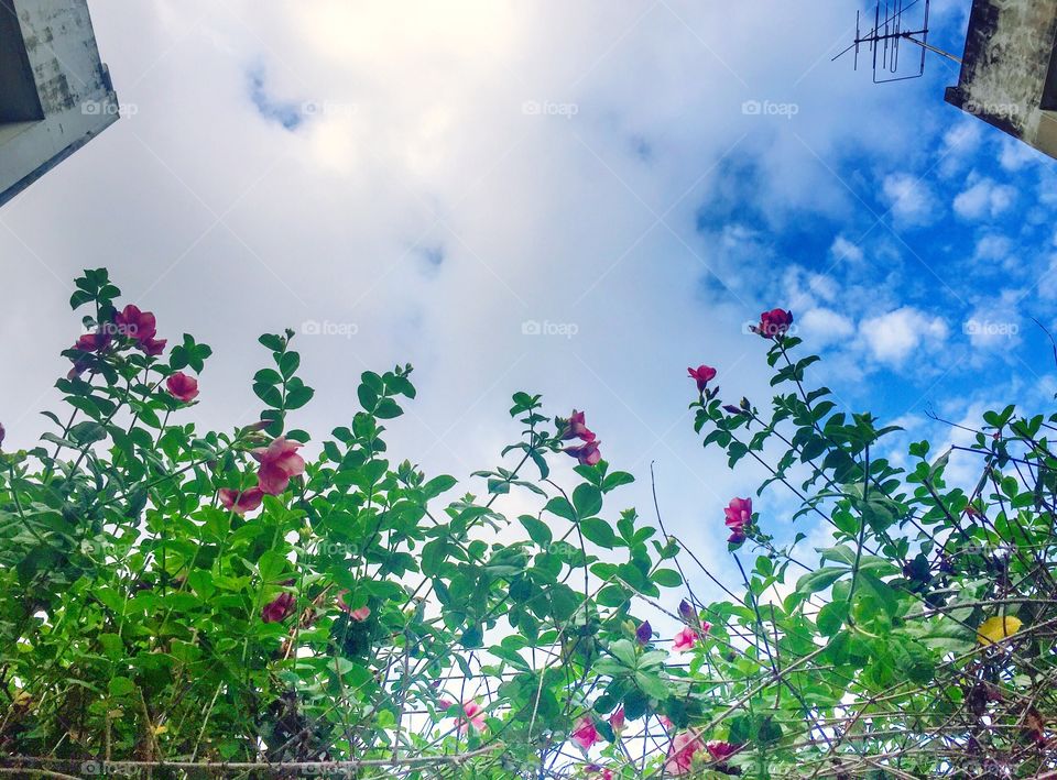 Pink flower