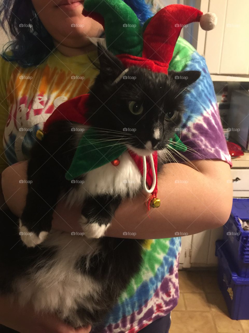 Cat in Christmas costume