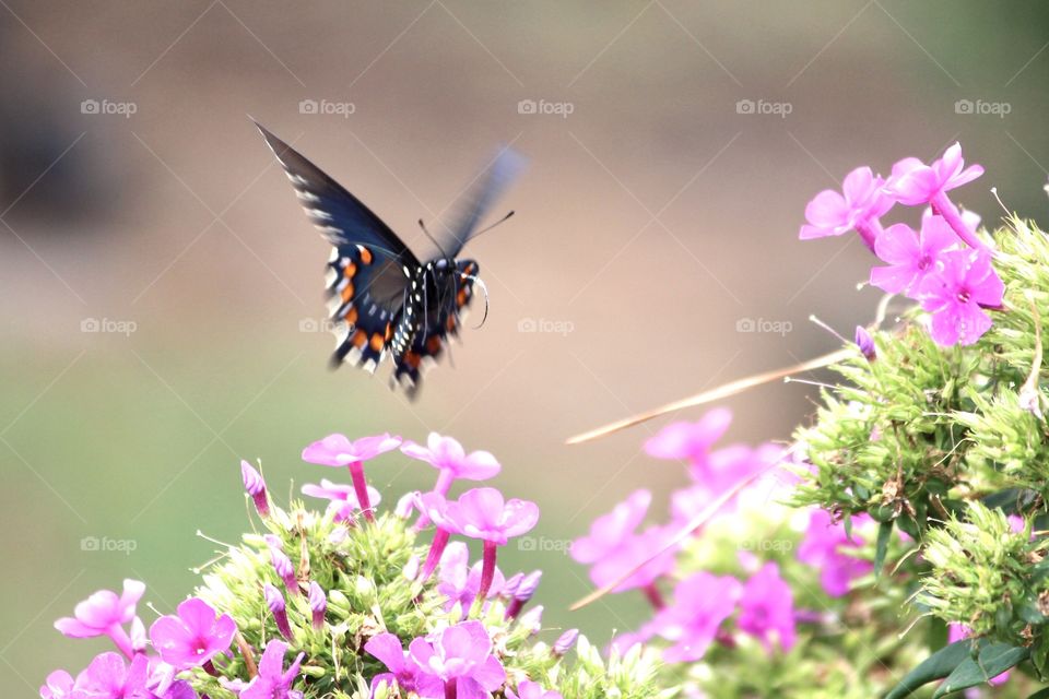 Swallowtail in Flight