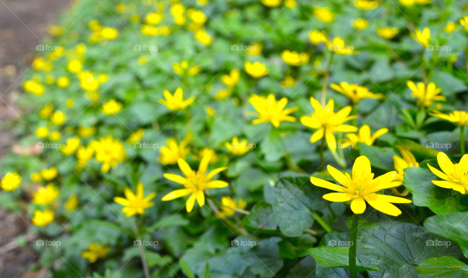 Pretty yellow flowers