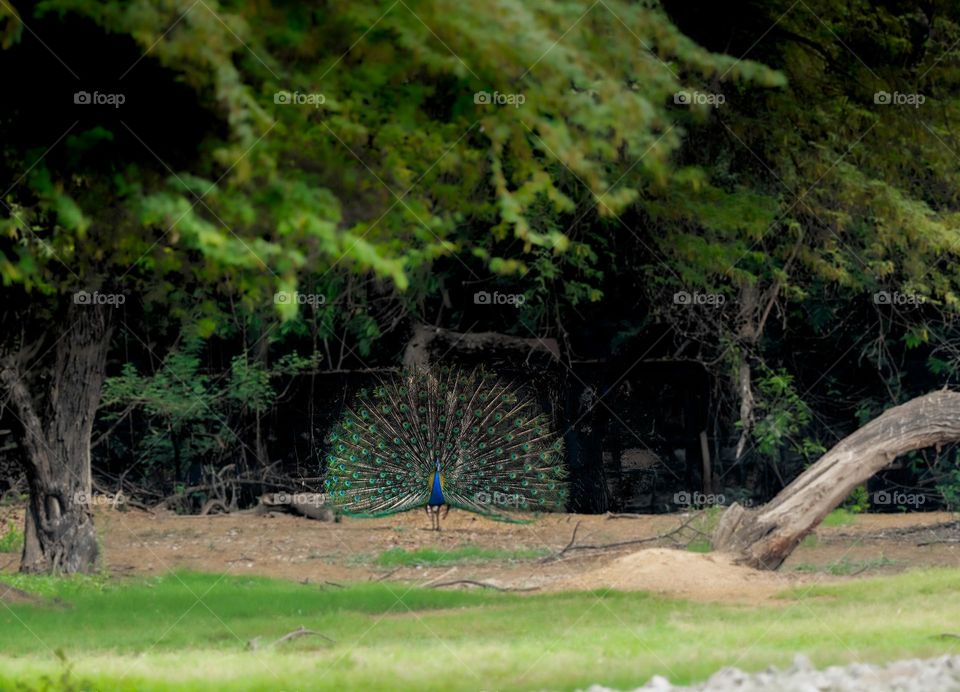 National Bird Of India