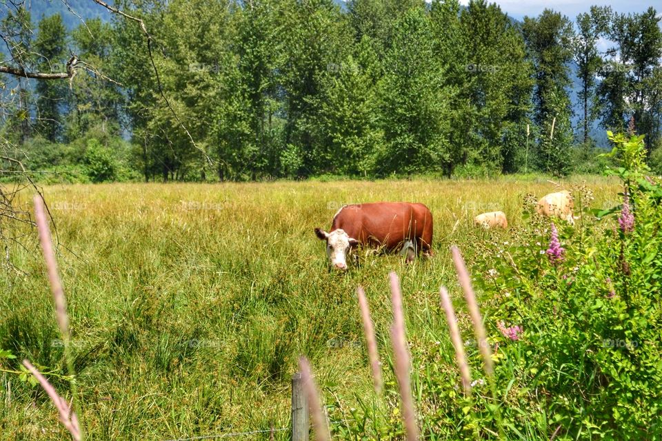 Grazing Cow in Meadow. Cow in Meadow, pastoral