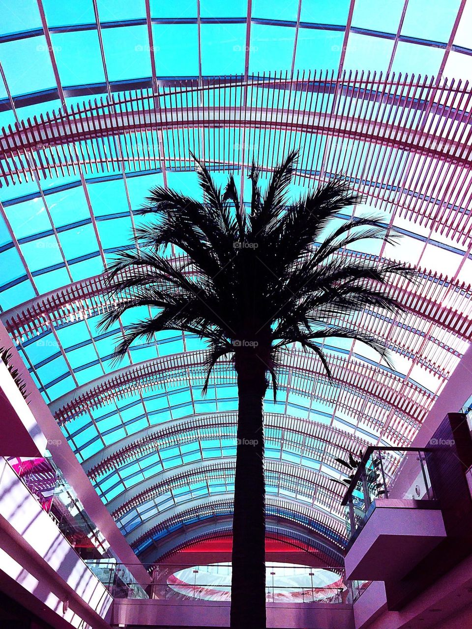 Skylight Palm tree
