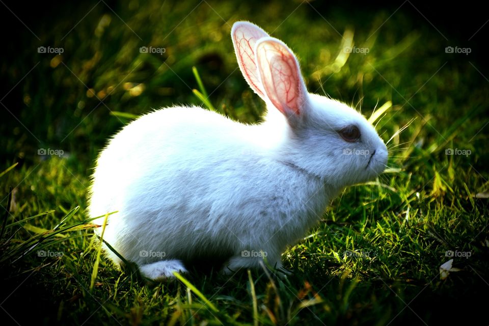 rabbit  in the garden