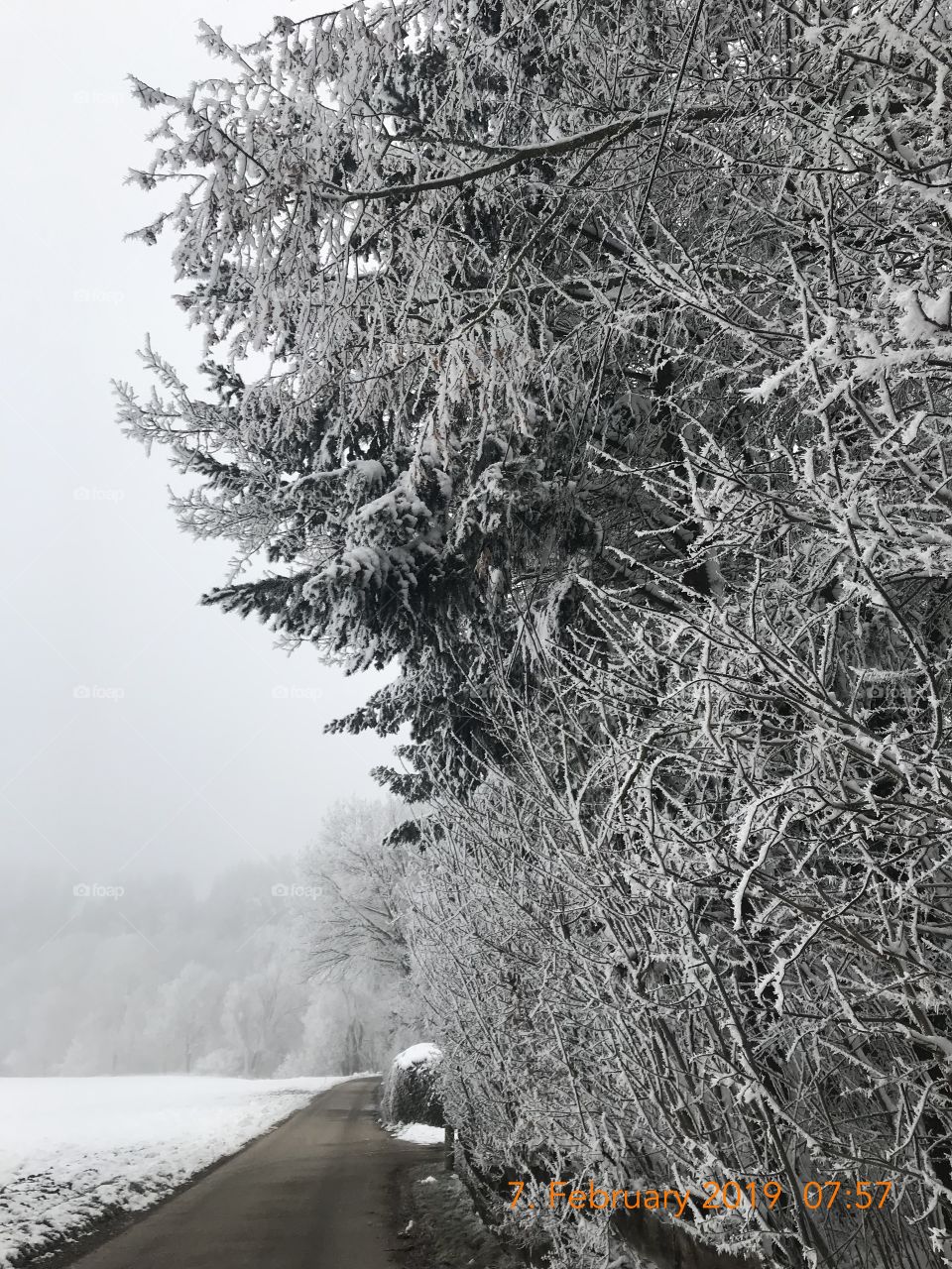 Nature during winter