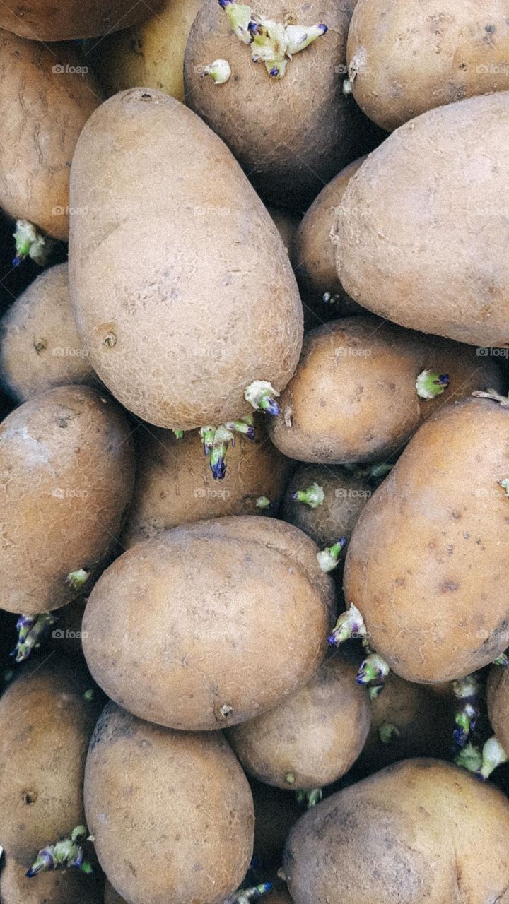 A lot of potatoes. Healthy vegetables. Harvest