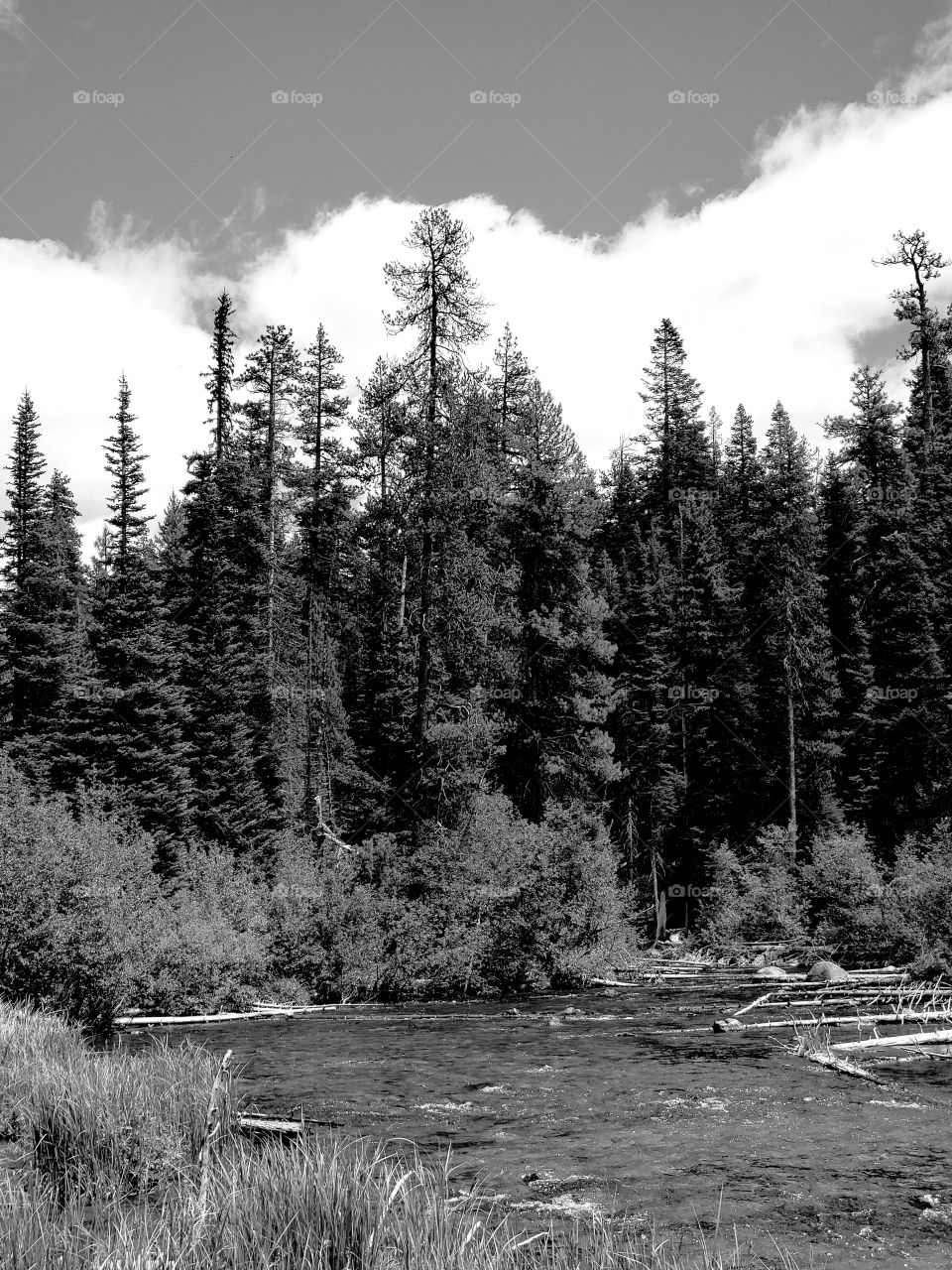 The Deschutes River near its headwaters on a sunny spring day