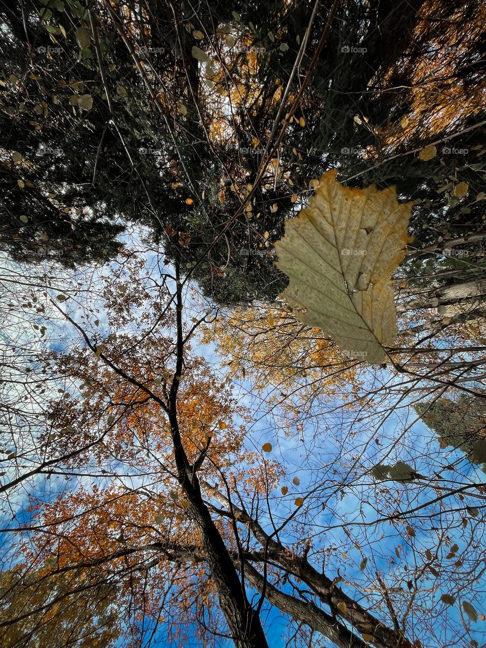 Autumn forest with old oaks 