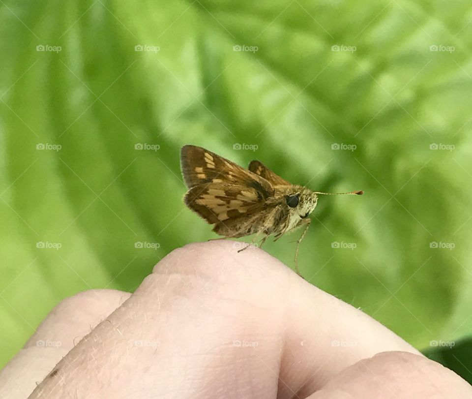 Peck's Skipper
