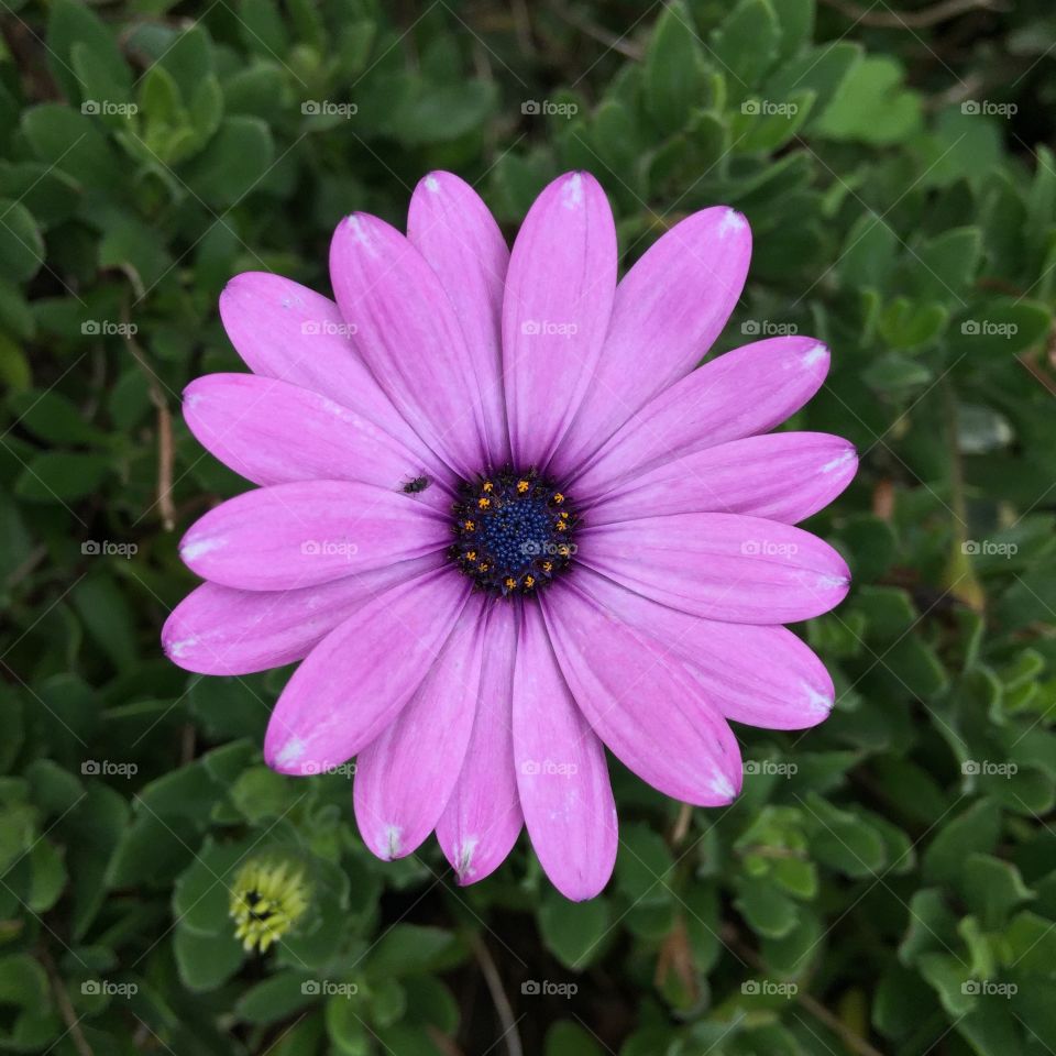 Purple flower