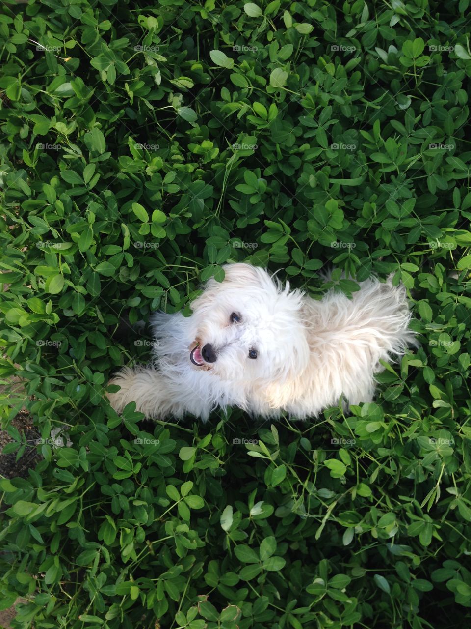 Directly above view of puppy looking at camera