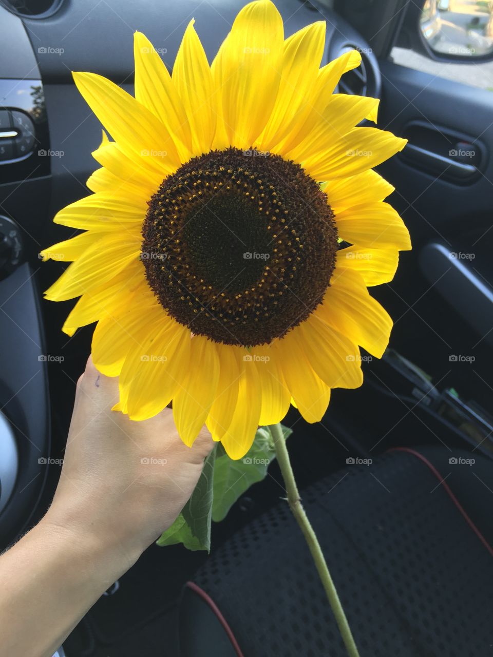 Sunflower :) 