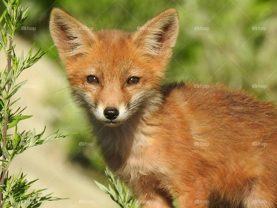 Young Red Foxy