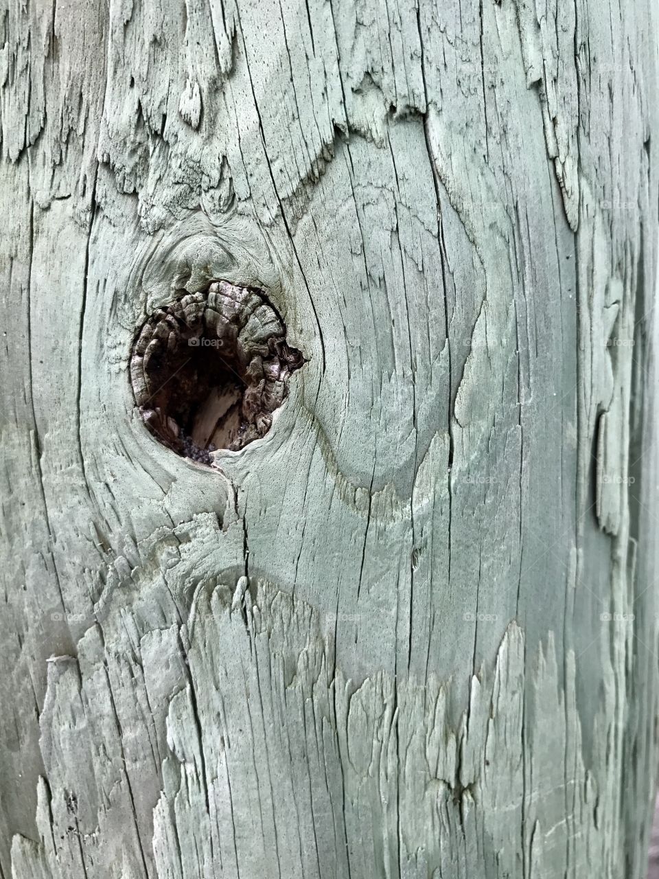 Natural knot in wooden log