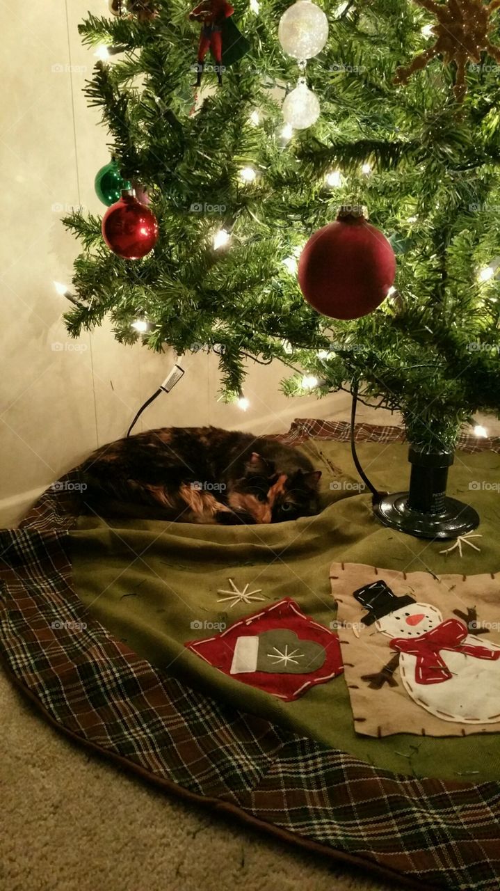 Cat Under the Christmas Tree