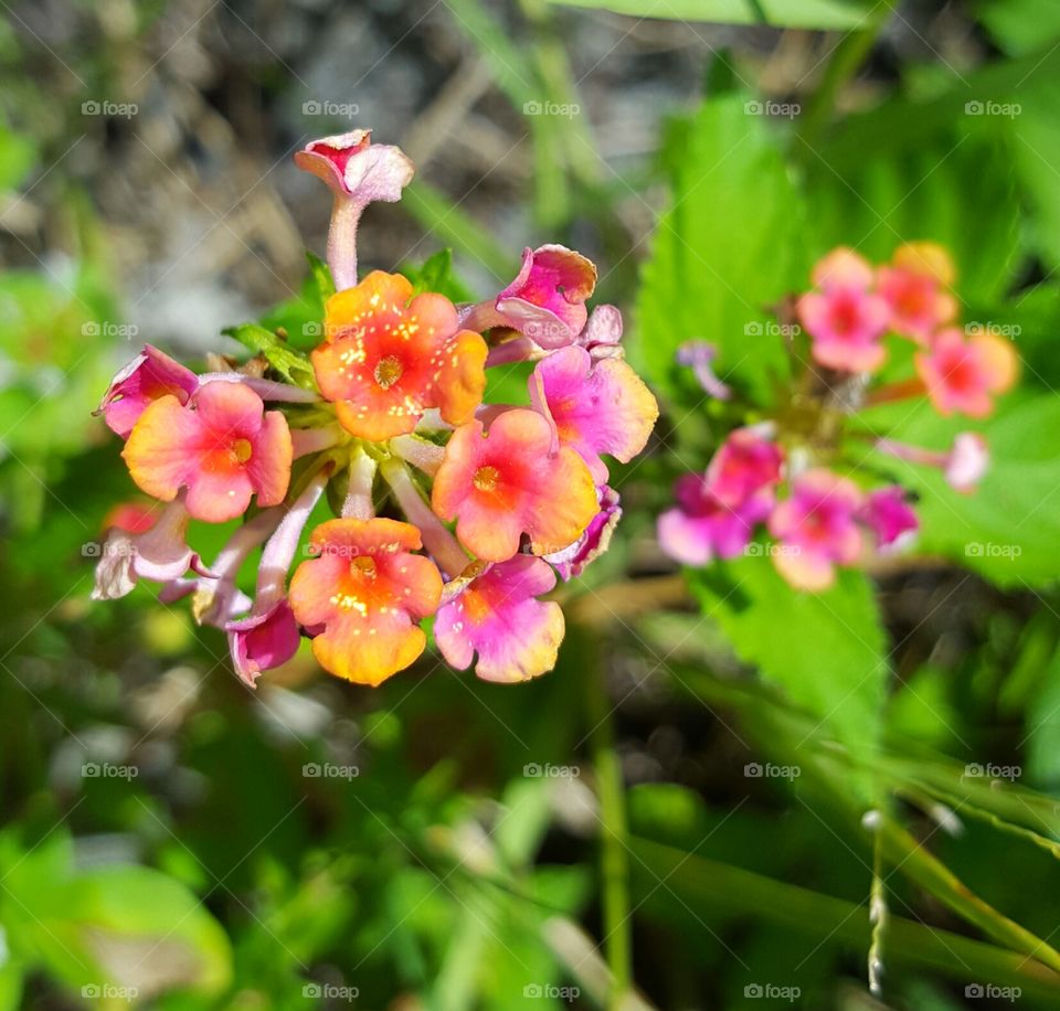 Flower, Nature, Flora, Garden, Leaf