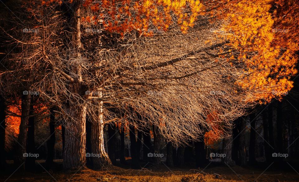 yellow leaves of autumn