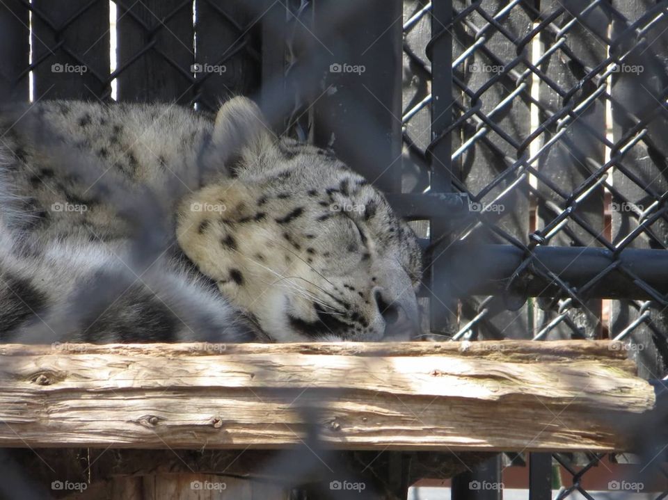Snow leopard 