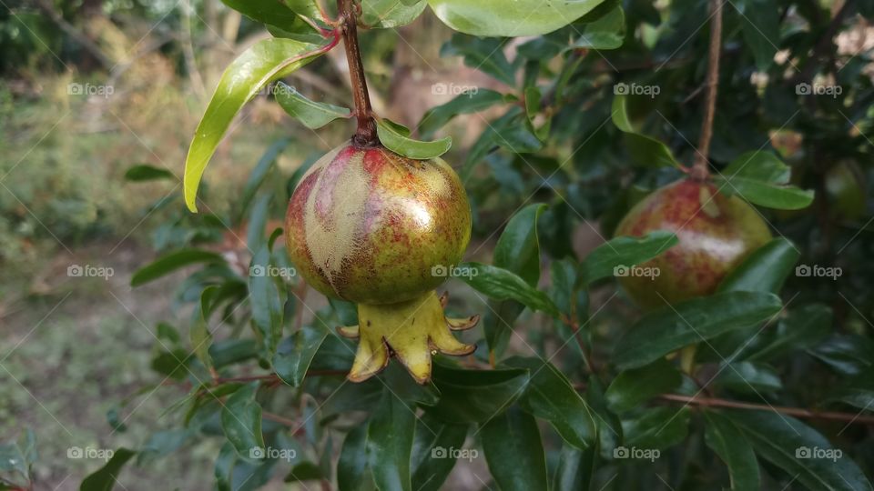 Fruit, Leaf, Food, No Person, Nature