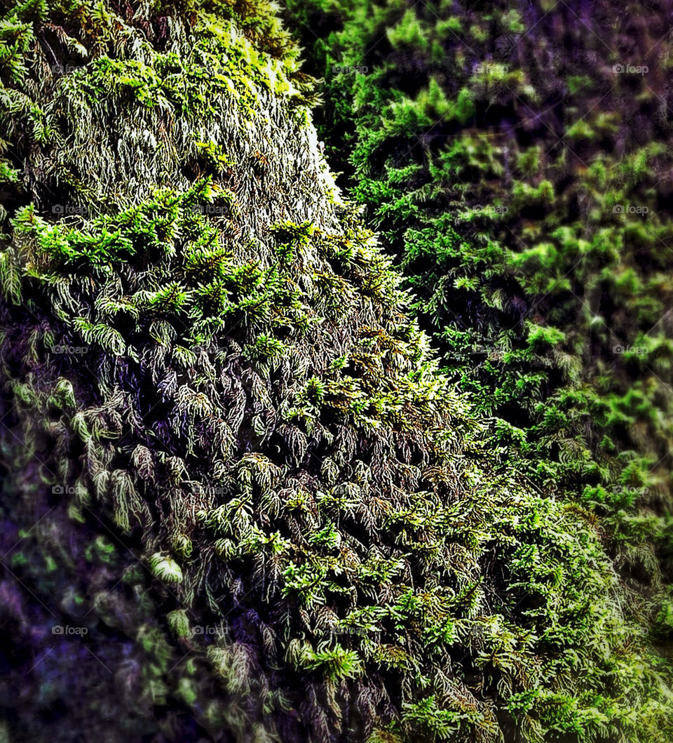 Mossy Tree Trunks