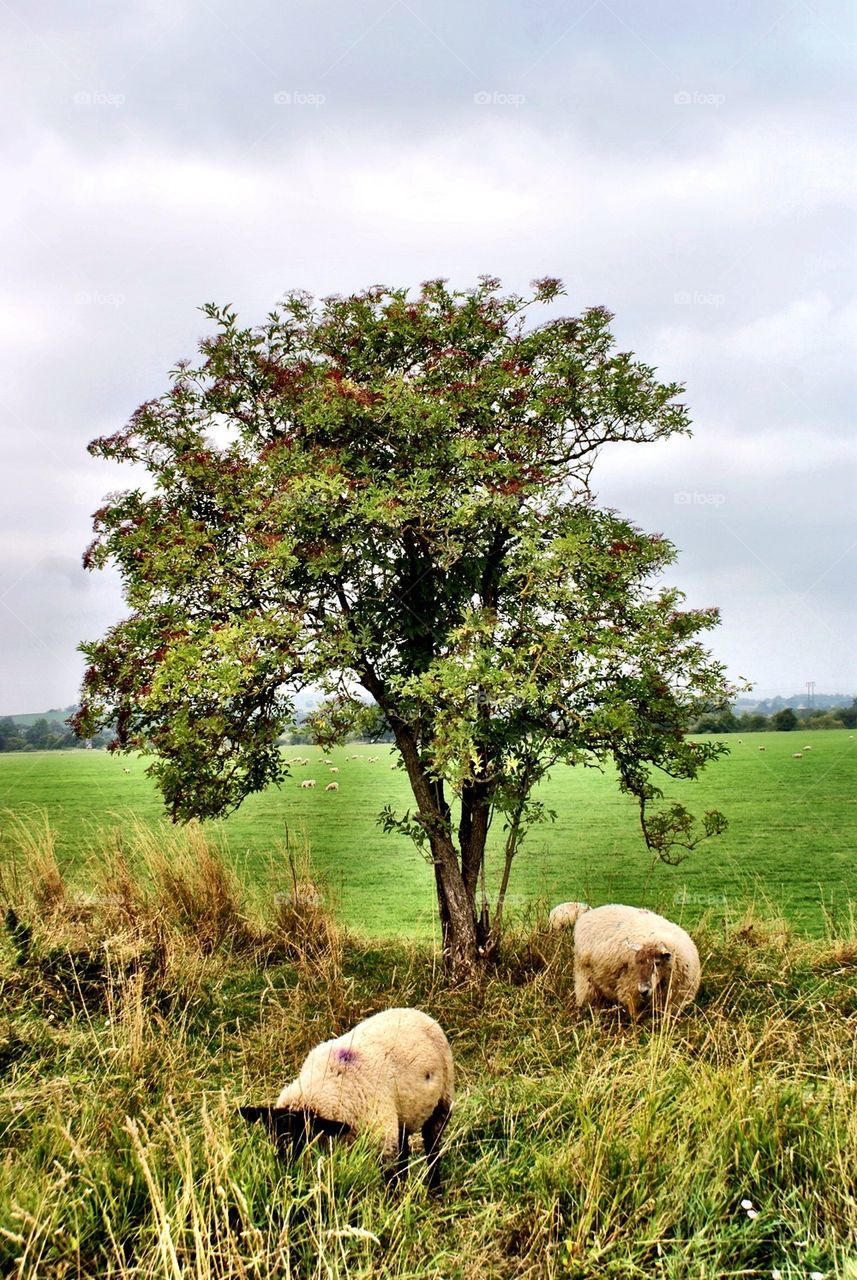 Sheep and tree