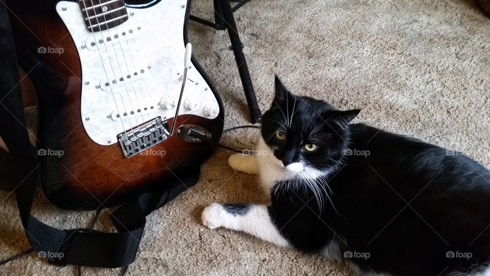 Bandit and guitar