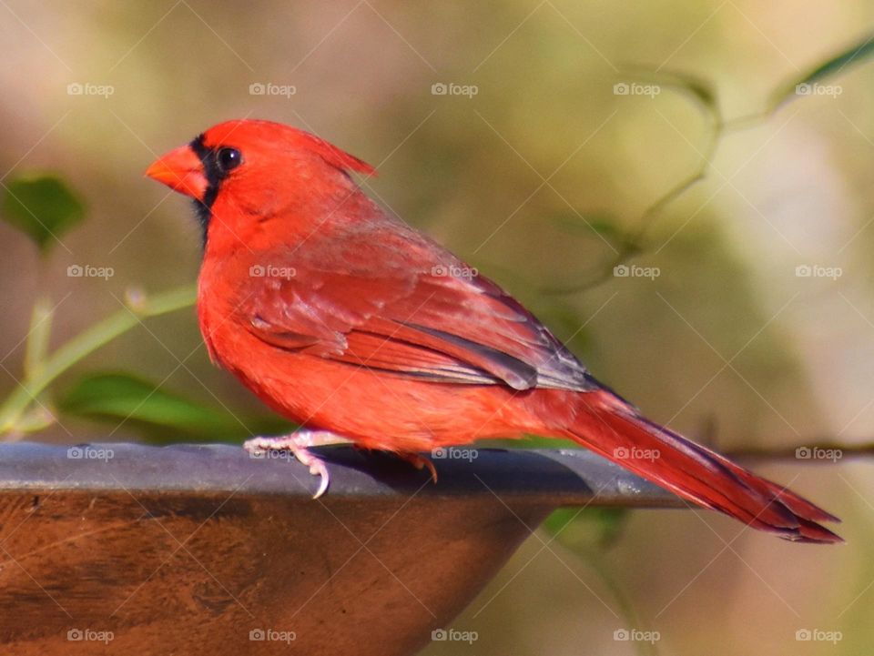 This Eastern Cardinal is perched on a birdbath