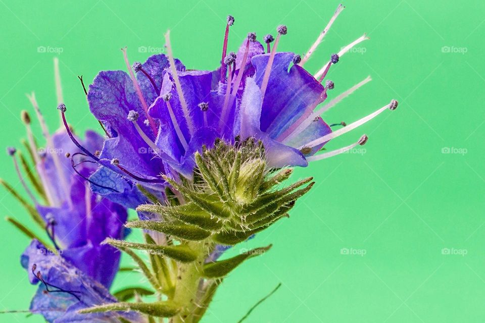Close up of purple flowers 